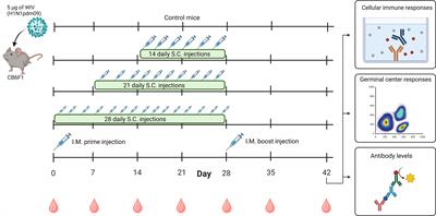 Prolonging the delivery of influenza virus vaccine improves the quantity and quality of the induced immune responses in mice